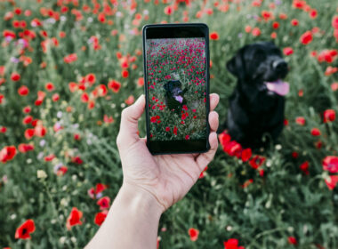 dog photo on phone