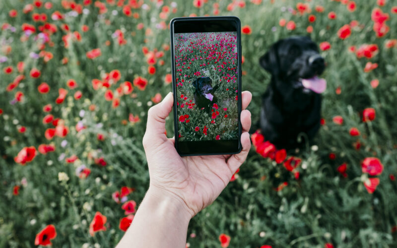 dog photo on phone